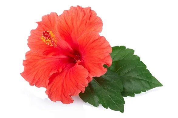 Cystonette contiene extracto de hibisco.